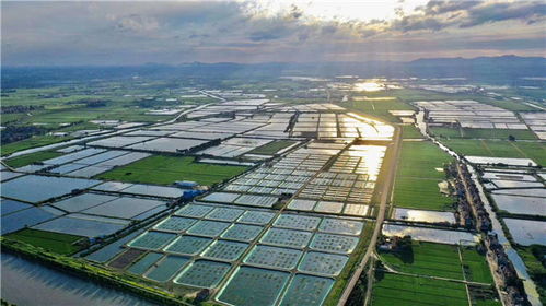 江蘇常州金壇 黑科技 賦能水產養殖 龍頭產業助力共同致富